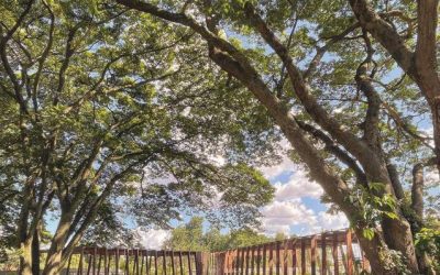 Um legado de amor, fé e dedicação: a história de dona Antônia