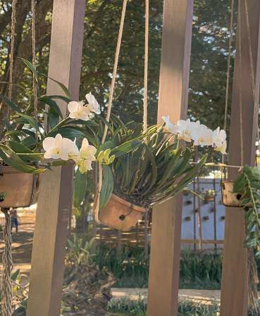 Orquídeas no orquidário do Lírios Cemitério Parque